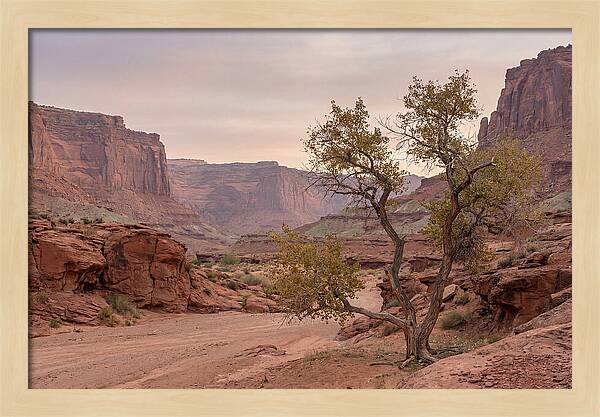 Red Rock Canyon Serenity