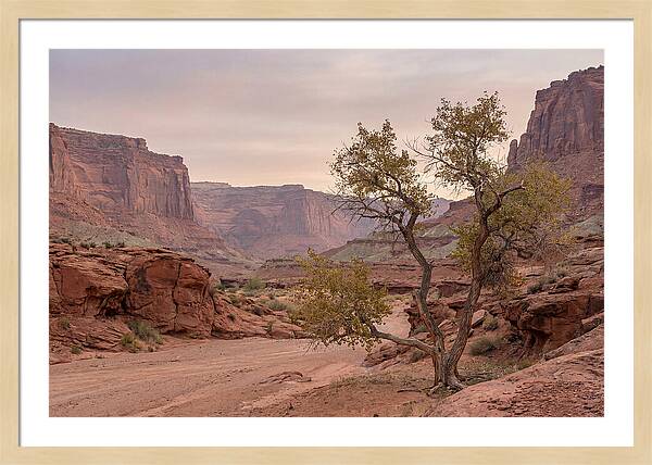 Red Rock Canyon Serenity