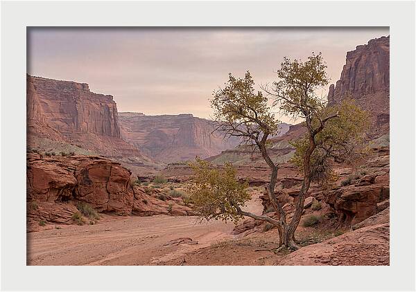 Red Rock Canyon Serenity