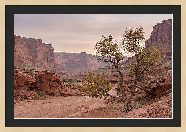 Red Rock Canyon Serenity