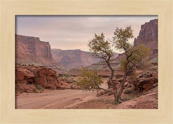 Red Rock Canyon Serenity