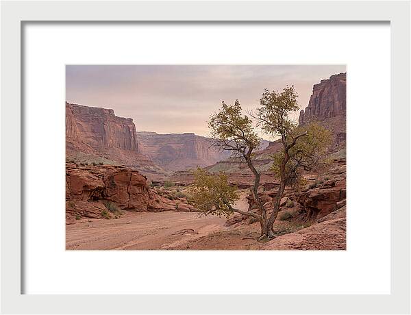 Red Rock Canyon Serenity