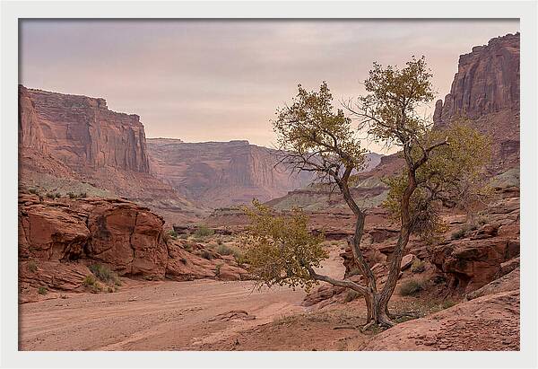 Red Rock Canyon Serenity