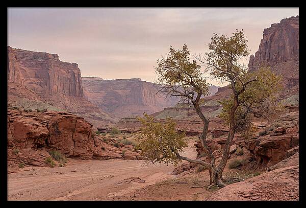 Red Rock Canyon Serenity