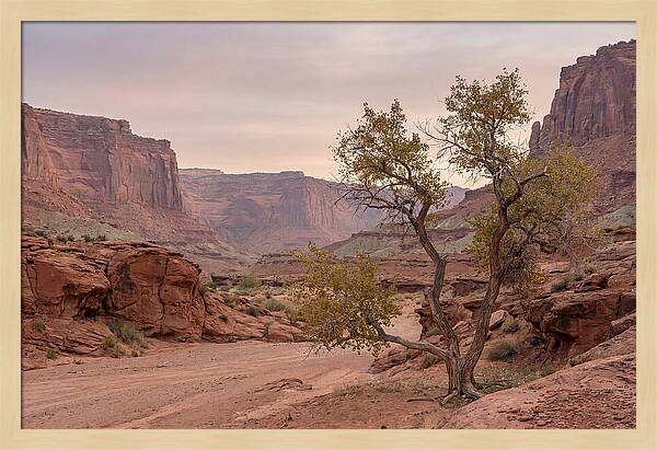 Red Rock Canyon Serenity