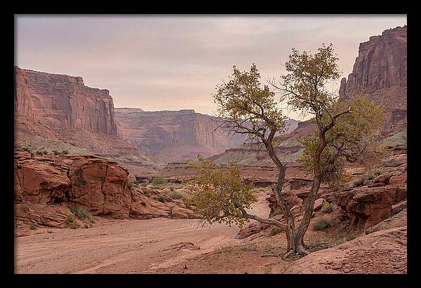 Red Rock Canyon Serenity