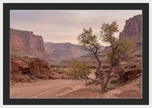 Red Rock Canyon Serenity