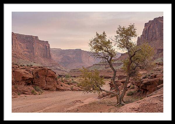 Red Rock Canyon Serenity