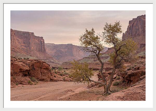 Red Rock Canyon Serenity