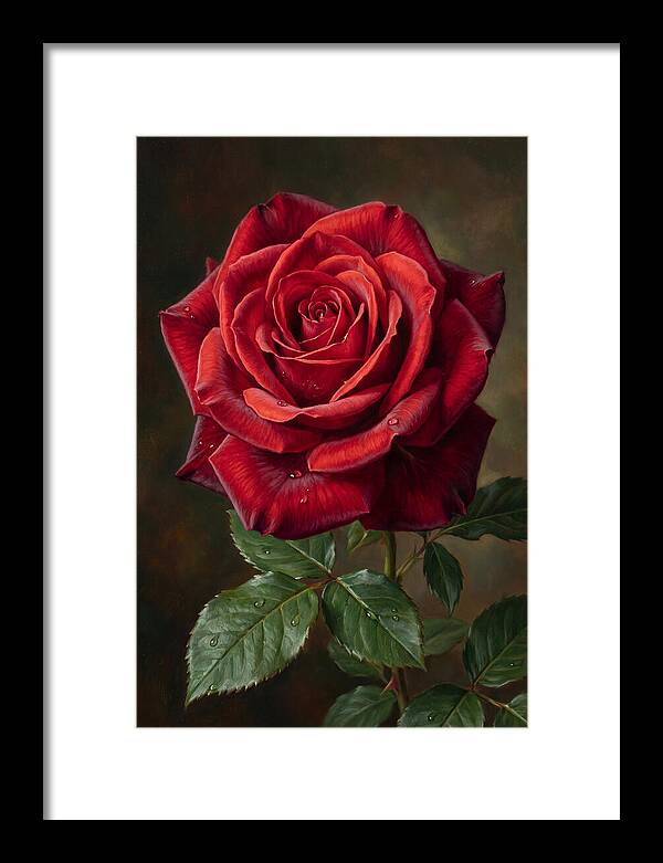 Red Rose In Bloom