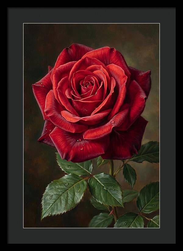 Red Rose In Bloom