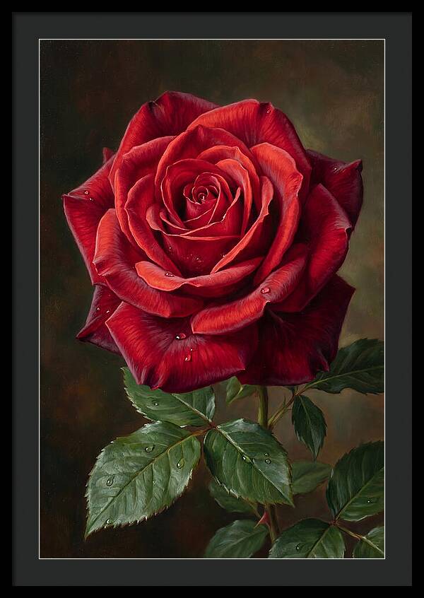 Red Rose In Bloom