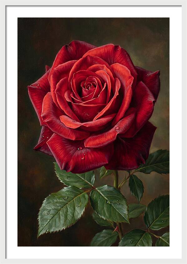 Red Rose In Bloom