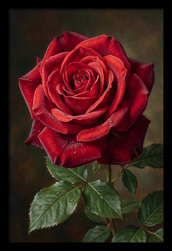 Red Rose In Bloom