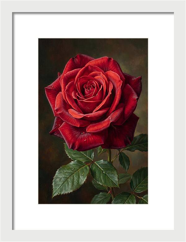 Red Rose In Bloom