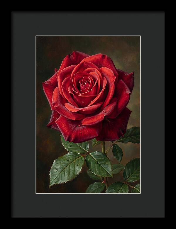 Red Rose In Bloom