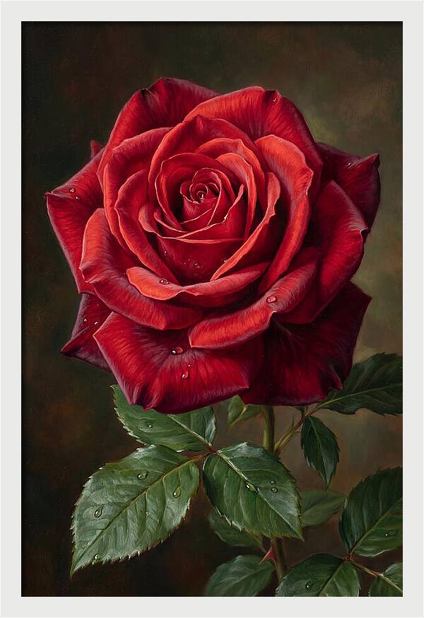 Red Rose In Bloom