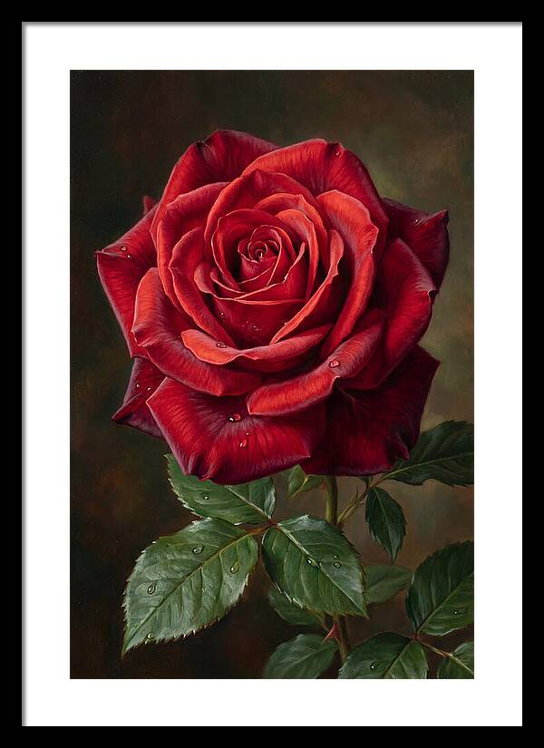 Red Rose In Bloom