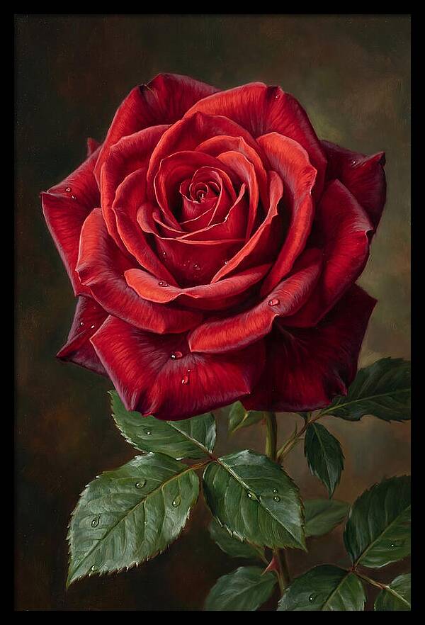 Red Rose In Bloom