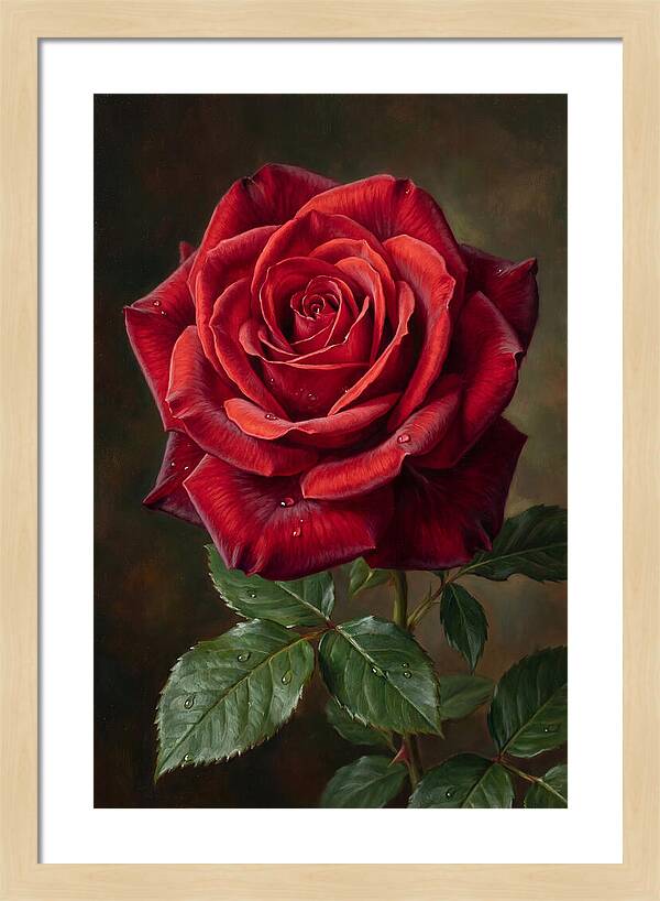 Red Rose In Bloom