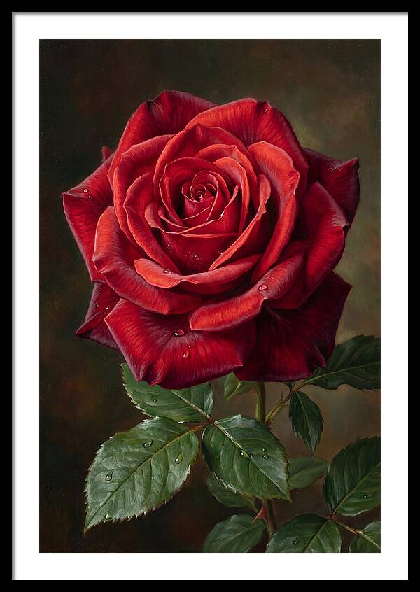 Red Rose In Bloom