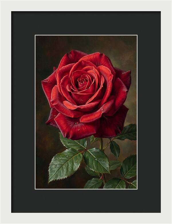 Red Rose In Bloom