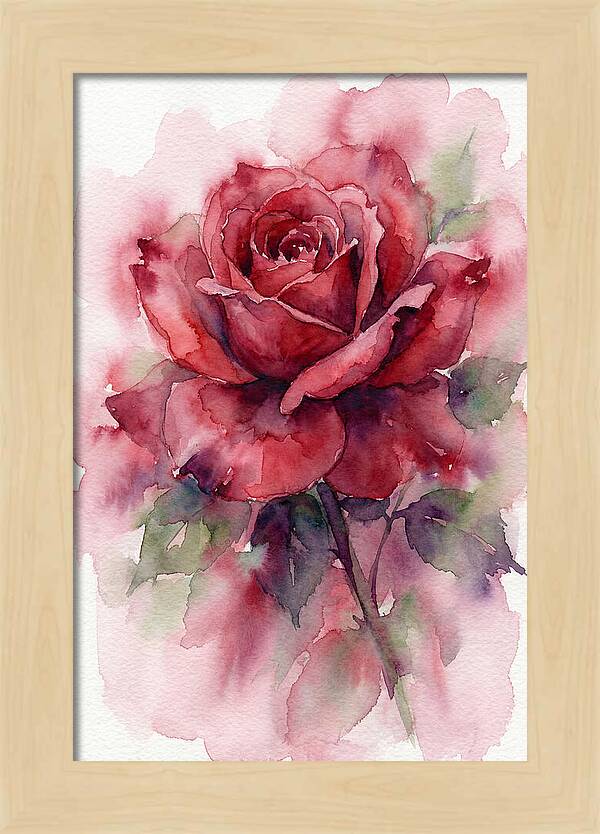 Red Rose In Watercolor
