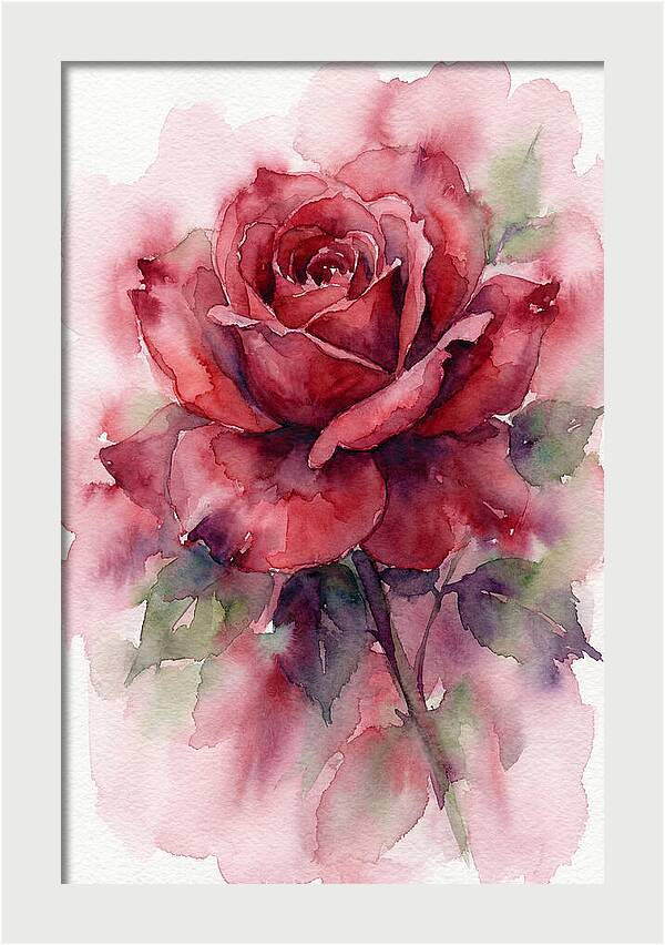Red Rose In Watercolor