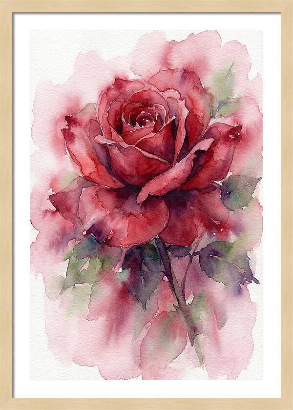 Red Rose In Watercolor