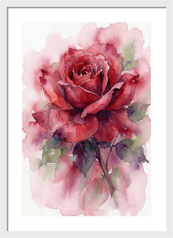 Red Rose In Watercolor