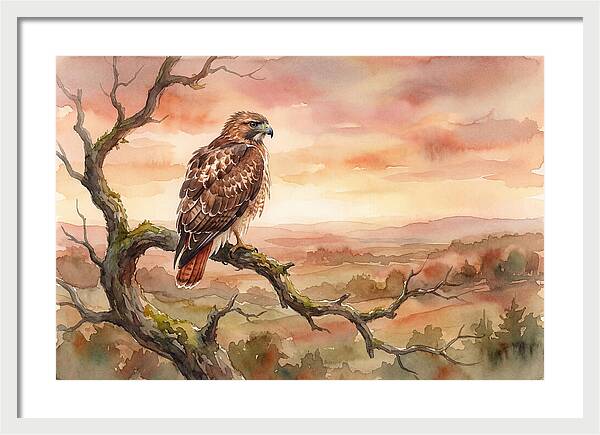 Red Tailed Hawk At Dusk