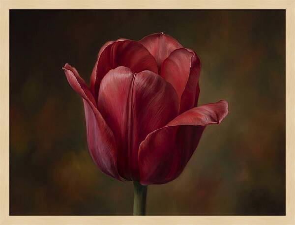 Red Tulip Elegance