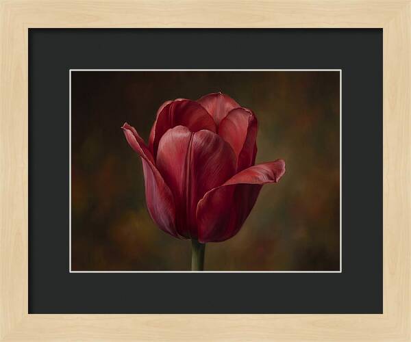 Red Tulip Elegance