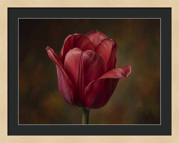 Red Tulip Elegance