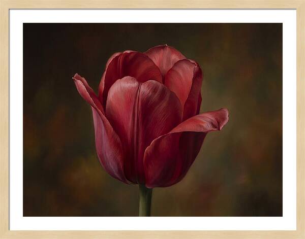 Red Tulip Elegance