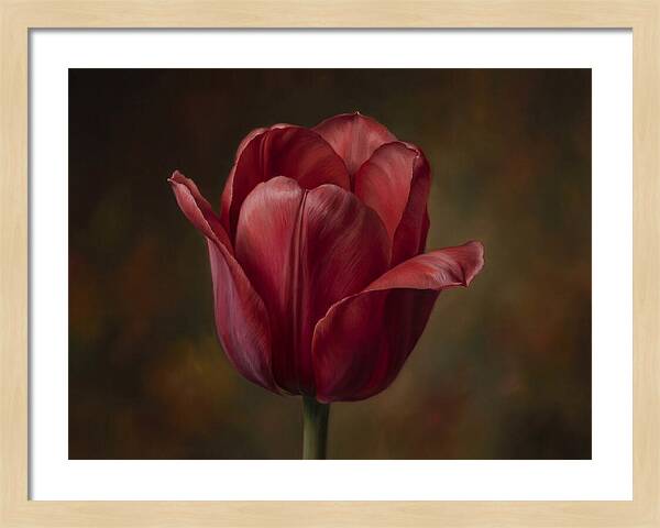 Red Tulip Elegance