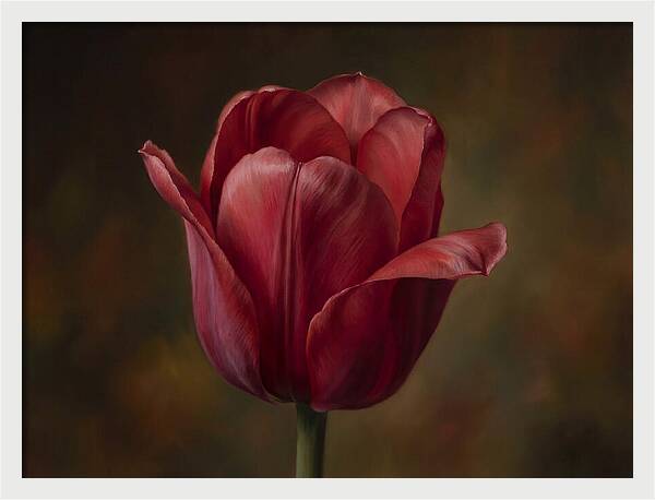 Red Tulip Elegance