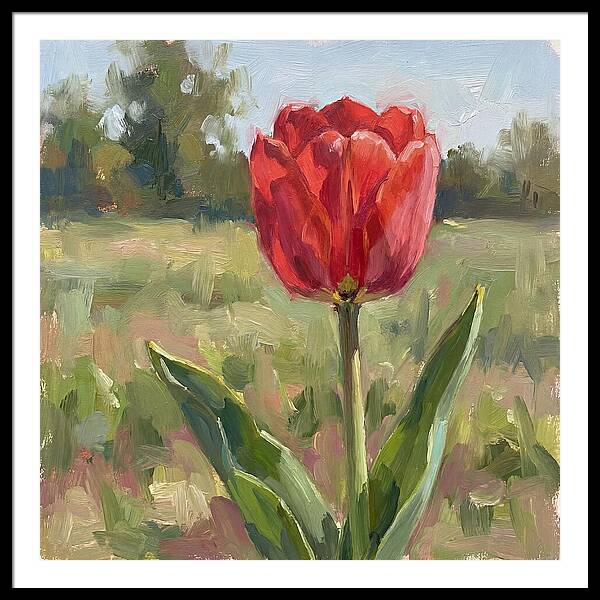 Red Tulip In Bloom