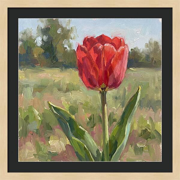 Red Tulip In Bloom