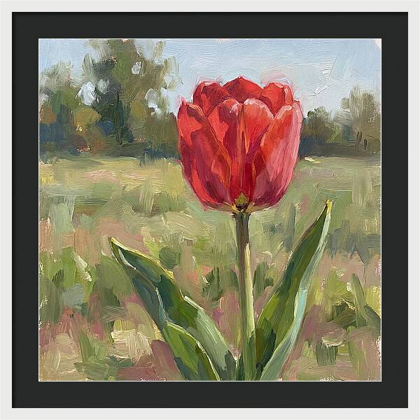 Red Tulip In Bloom