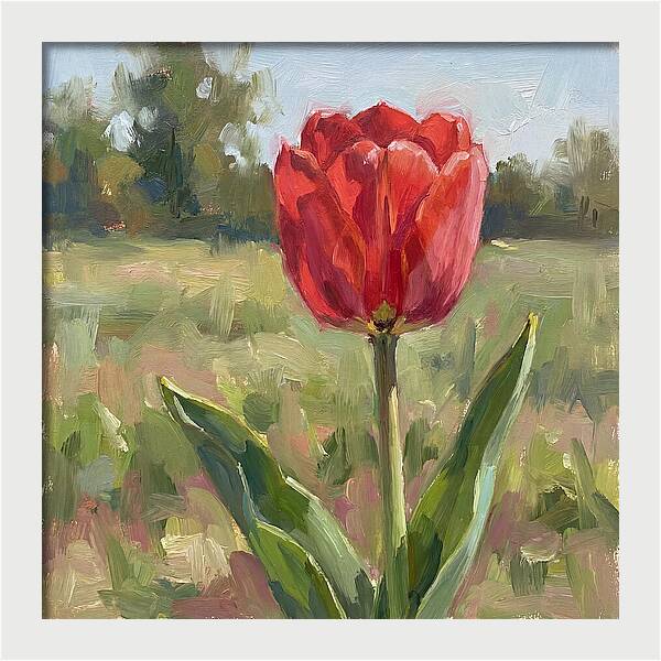 Red Tulip In Bloom