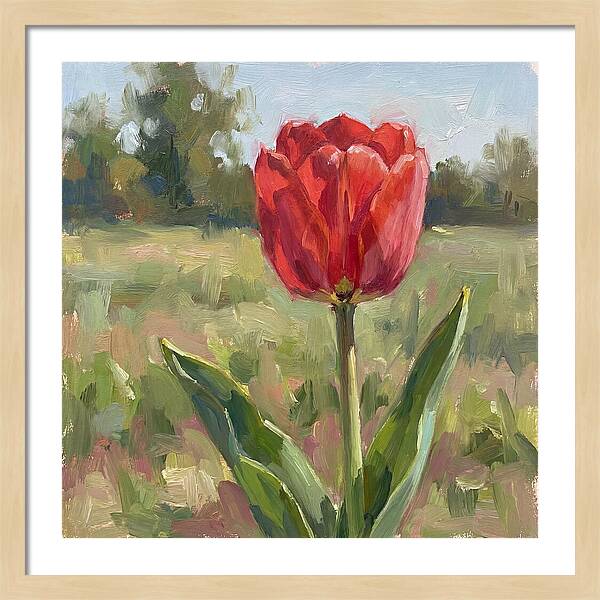 Red Tulip In Bloom