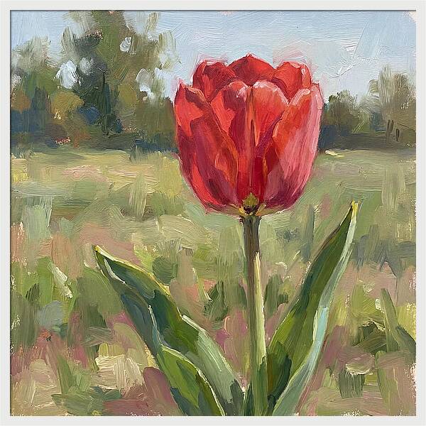 Red Tulip In Bloom