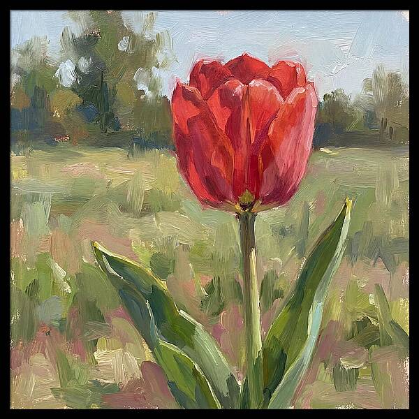 Red Tulip In Bloom