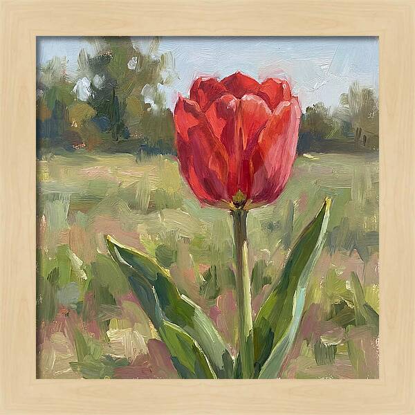 Red Tulip In Bloom