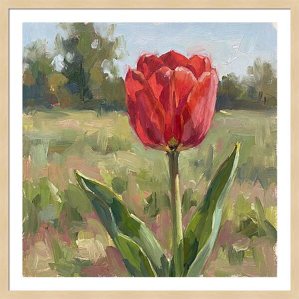 Red Tulip In Bloom