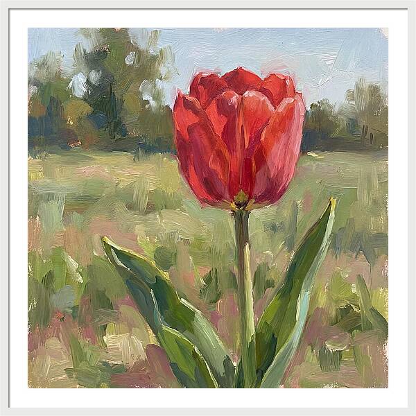 Red Tulip In Bloom
