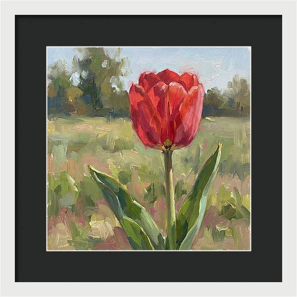 Red Tulip In Bloom