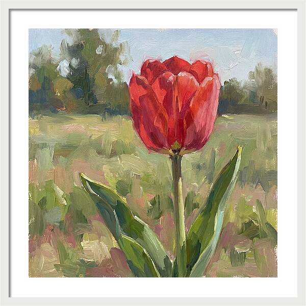 Red Tulip In Bloom