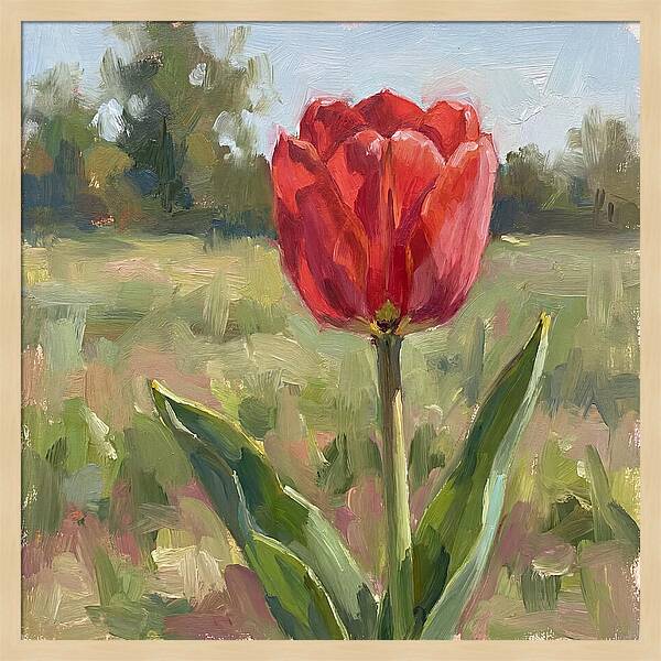 Red Tulip In Bloom